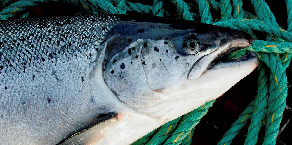 Algal blooms continued to plague Grieg's salmon farms in BC.