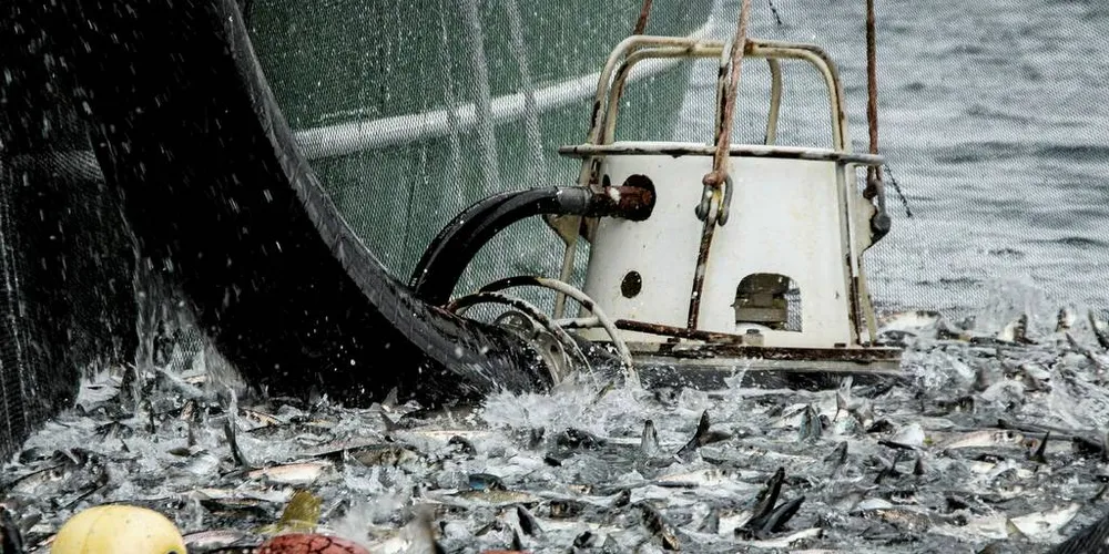 FANGSTPRØVER: HI tar kvart år prøvar frå den kommersielle fangsten av våre viktigaste fiskeartar til bruk i kvoterådgjevinga.Foto: Fugløyfisk