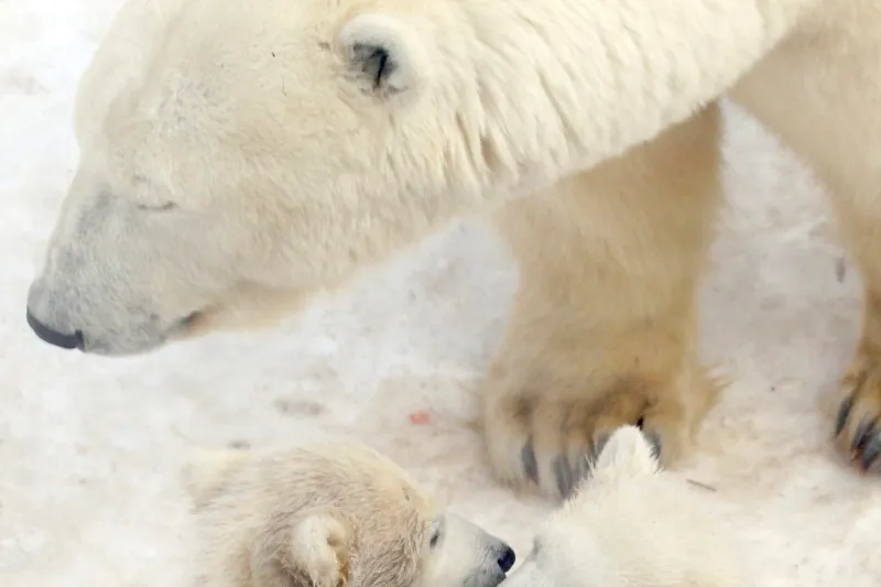 Seeing double: twin six-month-old polar bear cubs play at the city zoo in St. Petersburg, Russia.