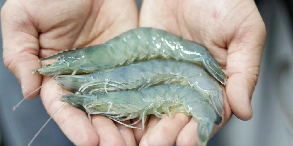 Tru Shrimp's plans to begin construction delayed again.
