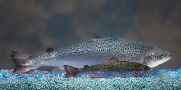 Bildet viser hvor stor AquaBounty-laksen blir, men ikke hvor raskt den vokser. (Foto: AquaBounty)