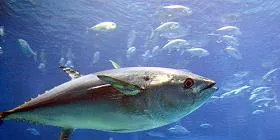 WWF: Italy flouting bluefin rules