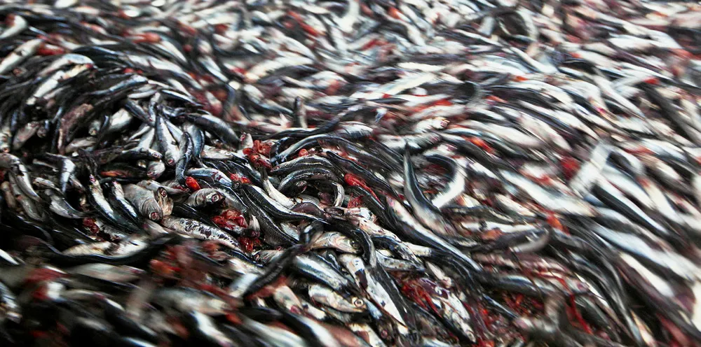 China Fishery Group is going through restructuring following a bankruptcy filing.