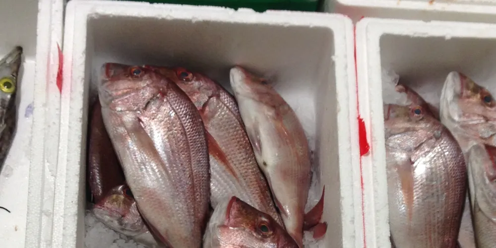 Lubbert, Turkish bass and bream producer grow partnership