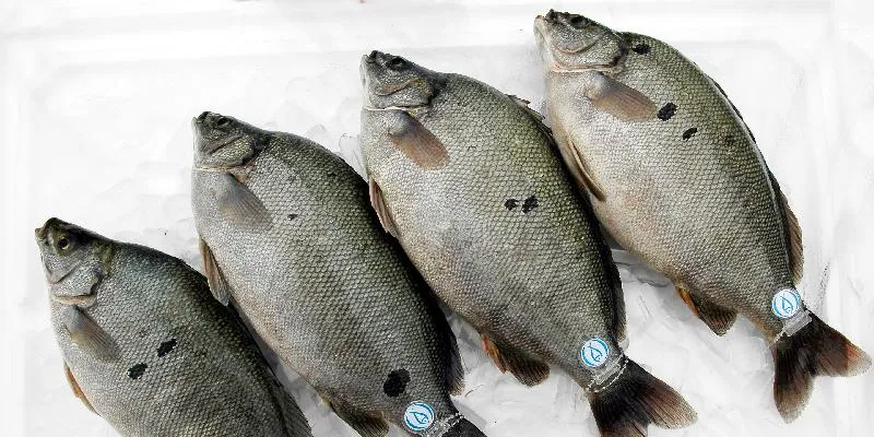 These niche aquaculture species could make investors rich