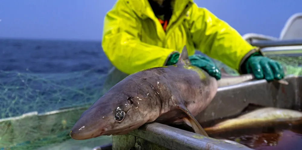 For første gang på lenge kan fiskere fiske etter pigghå.