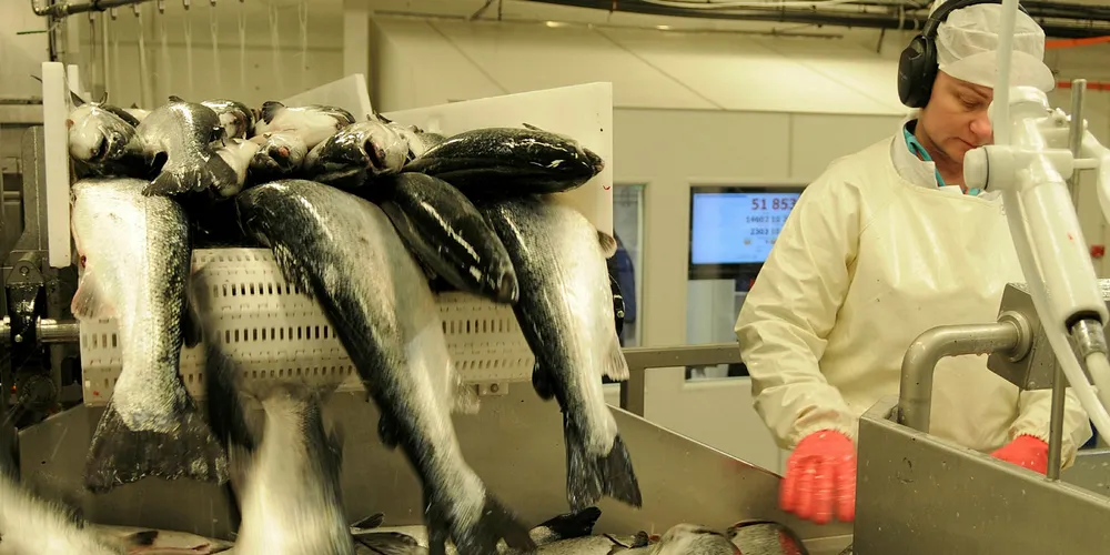 From the Archive December 2018: Norwegian salmon market in chaos headed into pre-Christmas week