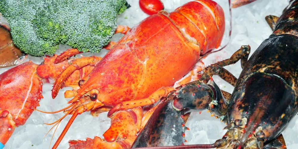 Maine lobster prices vary despite historically low landings