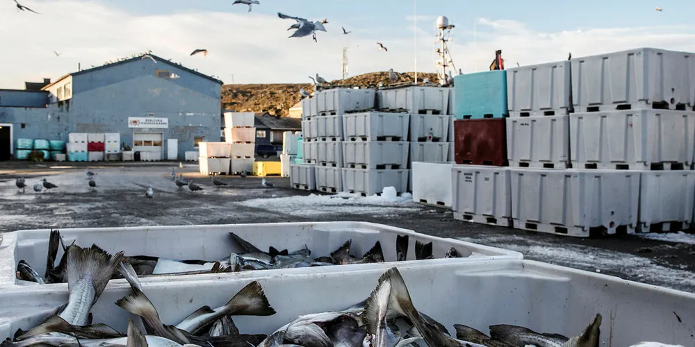 BERLEVÅG: Både fastboende og næringsliv, her representert ved et av fiskebrukene i Berlevåg, sliter med krykkjeinnvasjon i bygda. Mat og fugleskitt er dårlig kombinasjon.