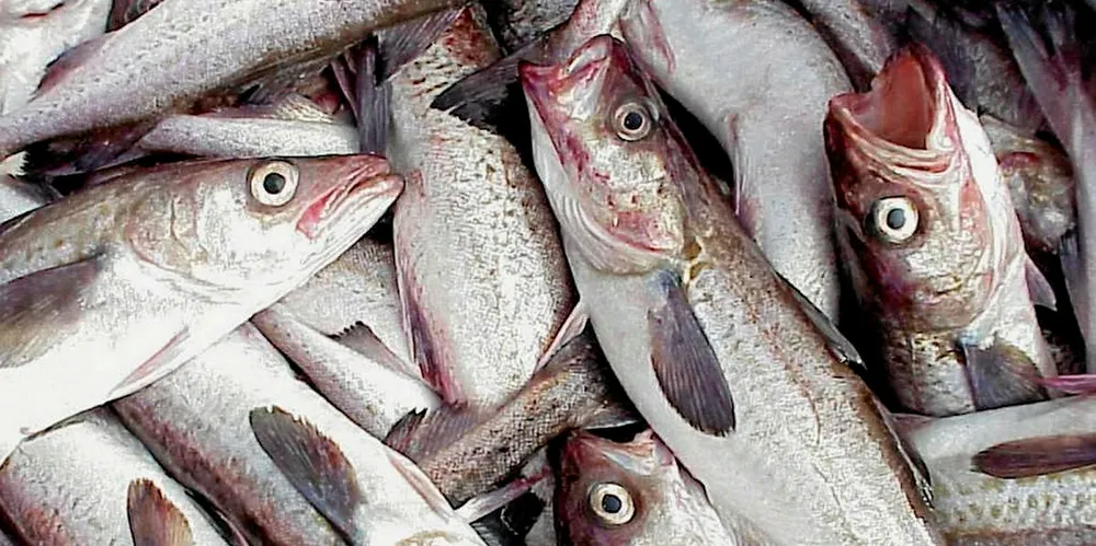 A pile of pollock, ready for processing.