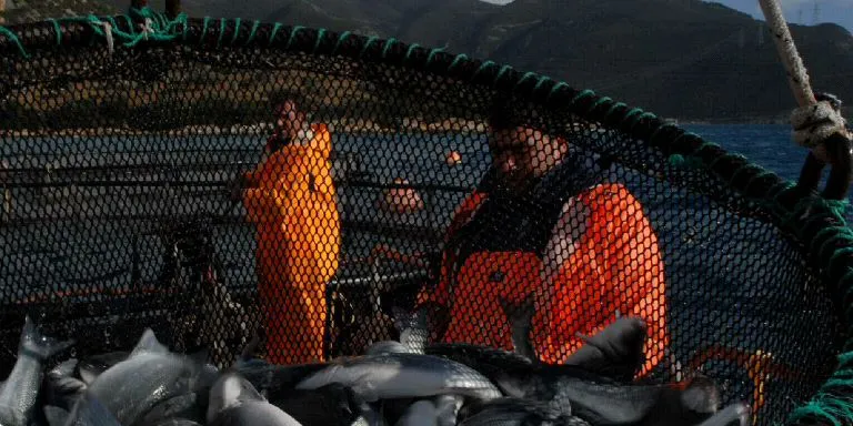 Who will save Greece's ailing bass and bream sector?