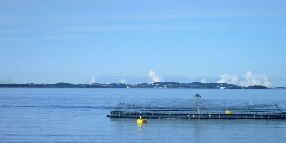 Analysts: Prices for green salmon farming licenses 'fair'