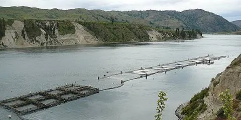 Pacific Seafood fears steelhead trout farm could be ‘wiped out’