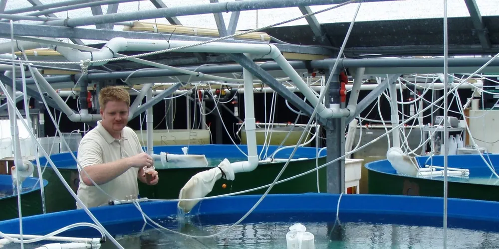 Unversity of Miami embarks on tuna, flounder farming project