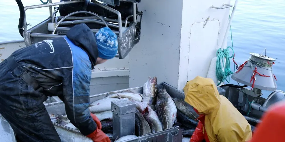Fjordfiskenemnda vil hindre at fiskere som selger seg ut av lukket gruppe for å delta i åpen gruppe, får fiske på kystfiskekvoten de første fem årene etter å ha solgt seg ut. Ill.foto: Jon Eirik Olsen