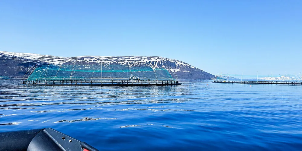 «Den samlede konsekvensen er et betydelig fall i inntjening og samtidig økning i kostnader per kilo», skriver Norcod om pålegget fra Fiskeridirektoratet.