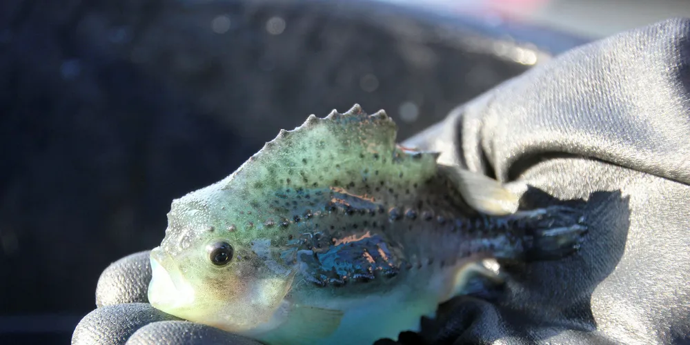 Det nye viruset LFV (Lumpfish flavivirus) ble oppdaget på rognkjeks etter betydelige helseutfordringer i produksjonen i 2015.