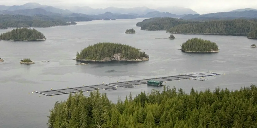Canada's Atlantic salmon industry says it has a clear conscience.