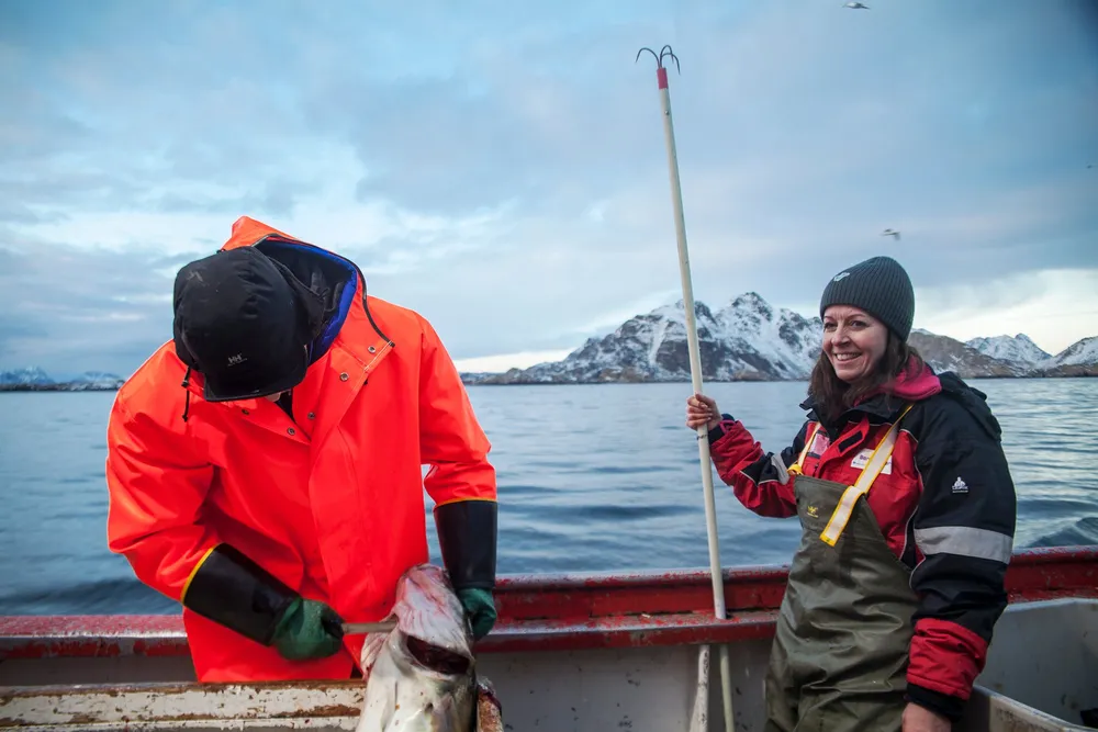 Skreiens gener er endret. Det kobles opp mot intensivert fiskeri og økte havtemperaturer. Her er forsker ved UiO, Sissel Jentoft, på feltarbeid i Lofoten.