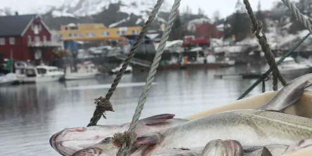 Store mengder torsk leveres usortert på brukene