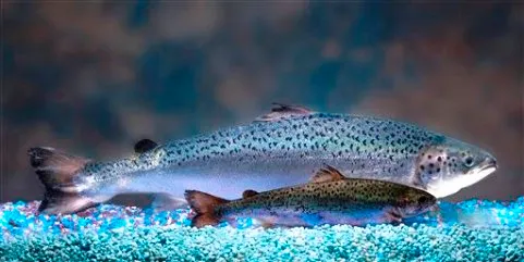 FDA approves GM salmon