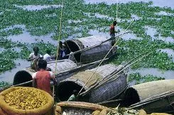Bangora booms in Bangladesh