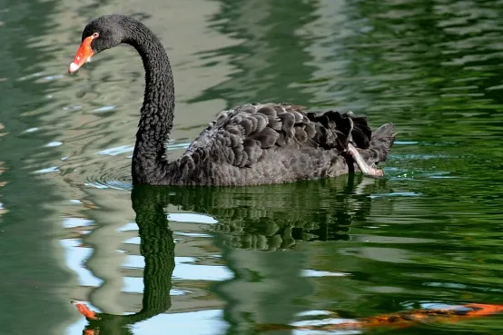 Swanning around in Alberta: Black Swan Energy has started drilling a well into the Duvernay shale formation in Rimbey