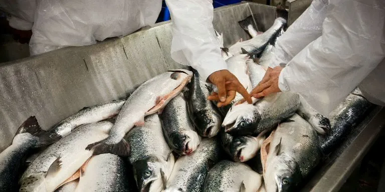 Larger salmon prices fall as harvests ramp up