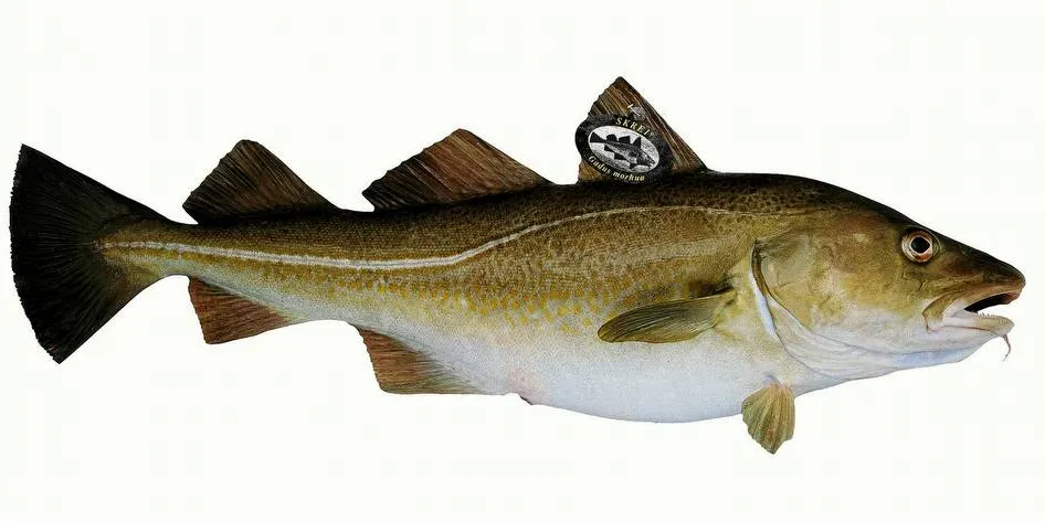 10 millioner kilo fersk torsk