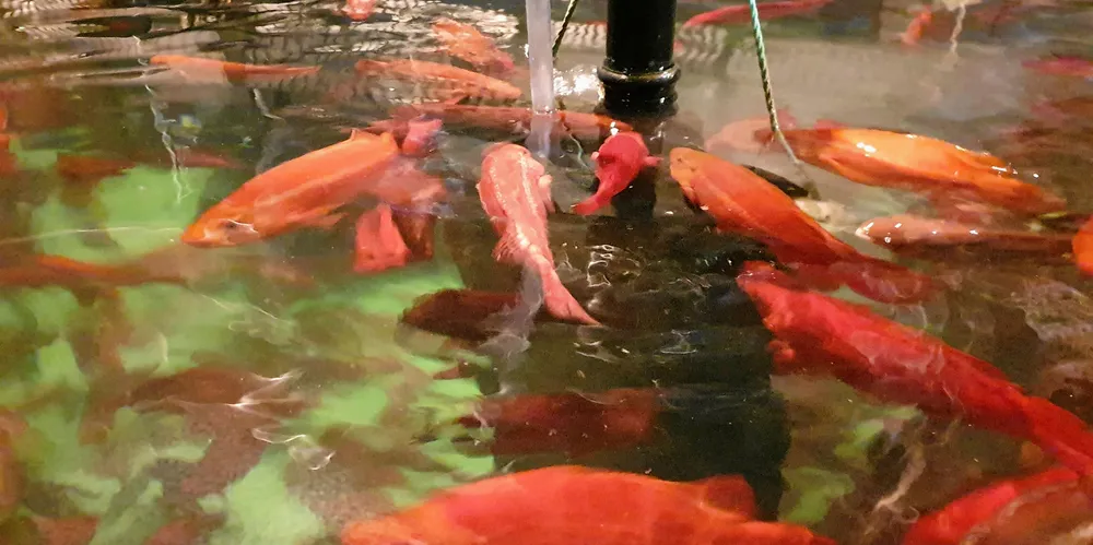 Stamfisken er villfanget berggylt. Merk den knallrøde fargen.