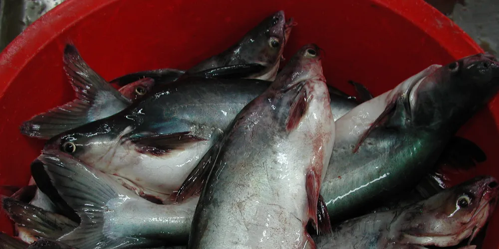 Change needed in Vietnam's pangasius sector