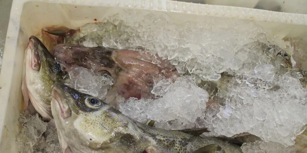 Torsk som har stått lenge på garn kan gi akseptabel saltfiskkvaltet, men også saltfiskkvaliteten bør bli bedre, mener forskningsselskapet Nofima. Arkivfoto: Rune Ytreberg
