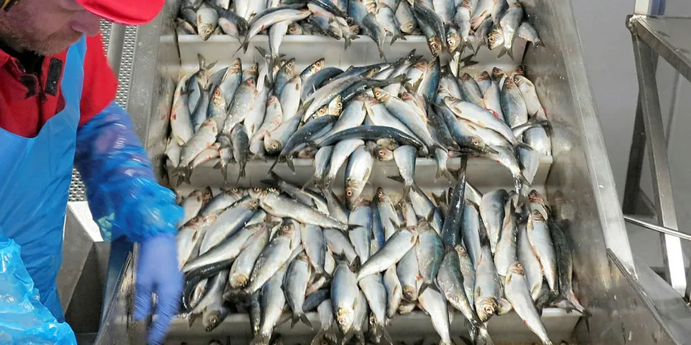 BEKYMRET: Kvotene på nordsjøsild er satt for høyt i 2020, mener Fiskebåt, som kritiserer ICES for ikke å ta fiskernes bekymringer på alvor.