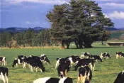 Bucolic: Contact Energy is planning a major wind power development in a rural area north of Wellington