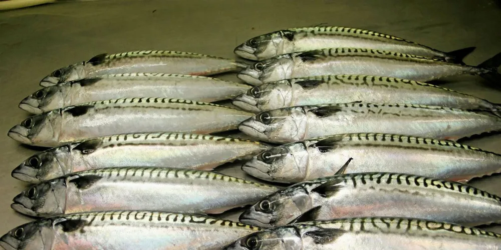 REFORDELING: Norges Fisksarlag tilrår refordeling av makrell.Foto: Torhild Måkestad Martinussen