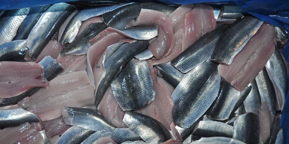 Faroe Islands cuts herring TAC to 40,000 tons