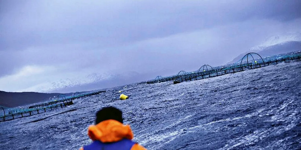 Nordea bearish on salmon shares with supply growing