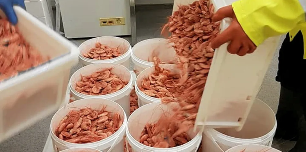Rekefiskere og Nord-Reker AS frykter at nye oppdrettsplaner vil medføre at det ikke er mulig å drive rekefiske og produksjon på Helgeland.