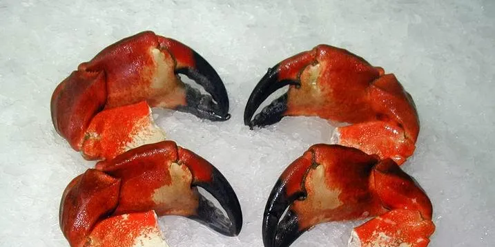 Sano Seafoods' Patagonian rock crab claws.