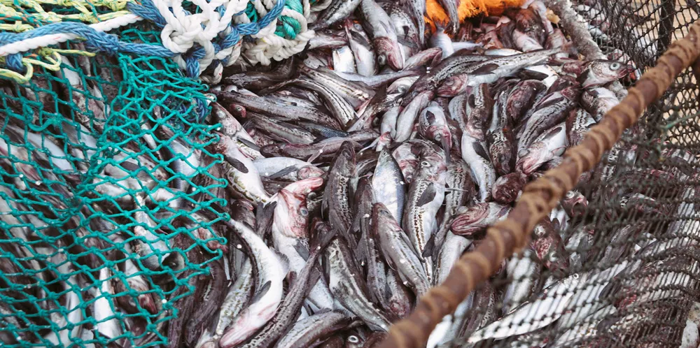 Alaska pollock quota set lower for 2021