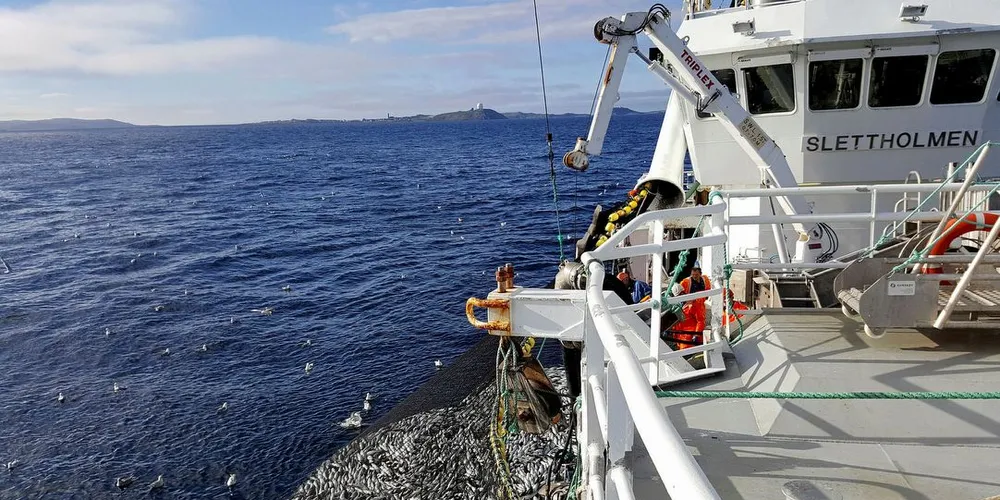 Seinotfisket tar seg opp etter en litt treg start. Her fra fjorårets fiske på «Slettholmen». Foto: «Slettholmen»