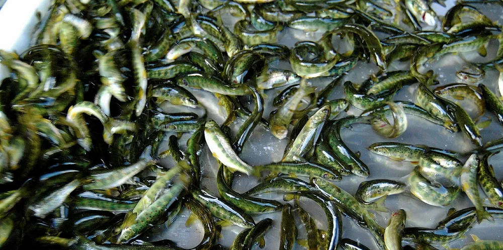 The 150-gram fish were being transfered from Mowi's hatchery in Tosbotn to its broodstock facility in Movik, Sorfold, when the oxygenation supply onboard the vessel shut down