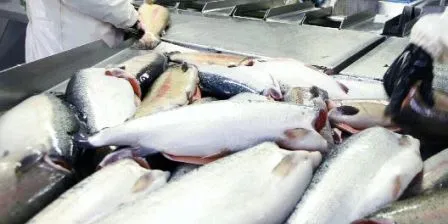 EU antidumping committee makes no move on Norwegian salmon, trout trade measures