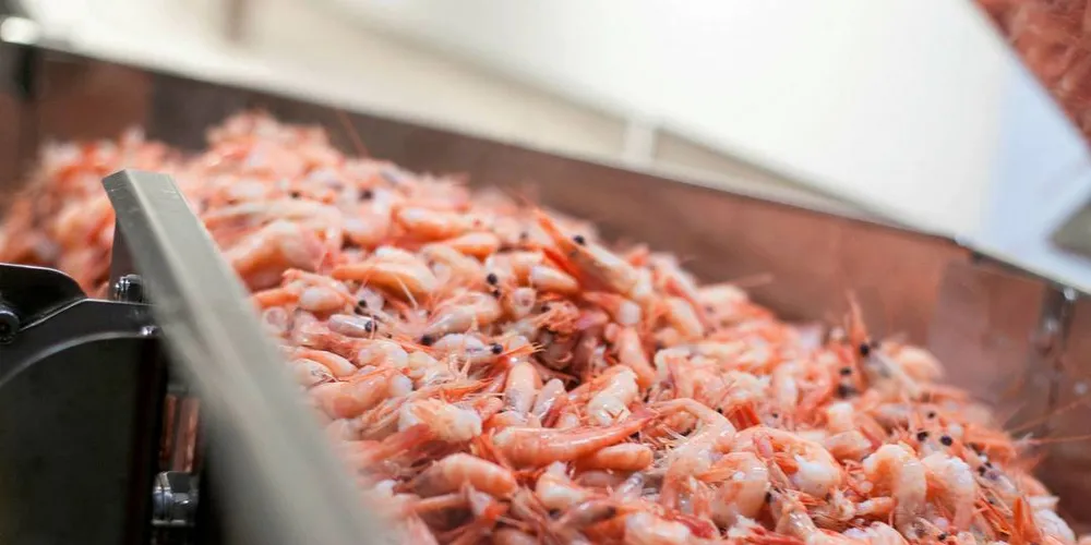 LABERT: Det har vært labre fangsttall på industrireker så langt i år. I juli var det spesielt lite reker som ble landet. Illustrasjonsfoto: Privat/coldwater prawns
