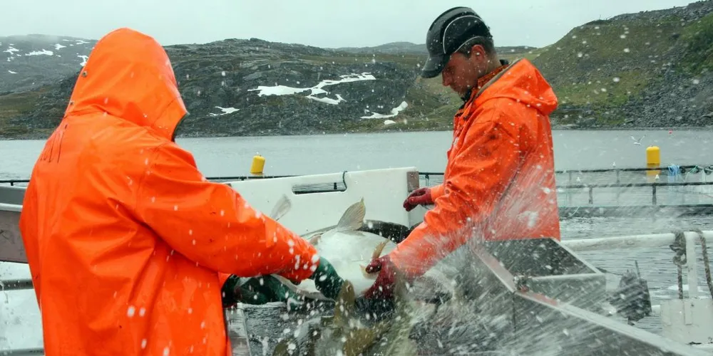 Under overføringen av torsk fra båt til merd sorteres død og lite levedyktig fisk ut og sendes til ordinær produksjon. Foto: Terje Jensen