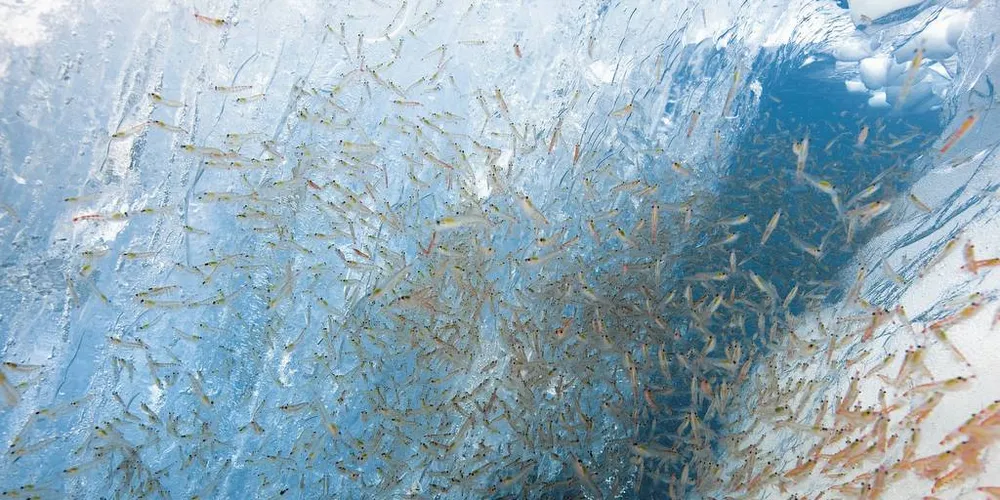 KRILL: Tre aktører har søkt om å få tildelt krillkonsesjonFoto: Paul Nicklen