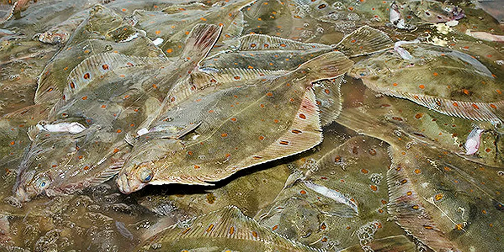 NorthSeafood sold to Dutch fishing firm