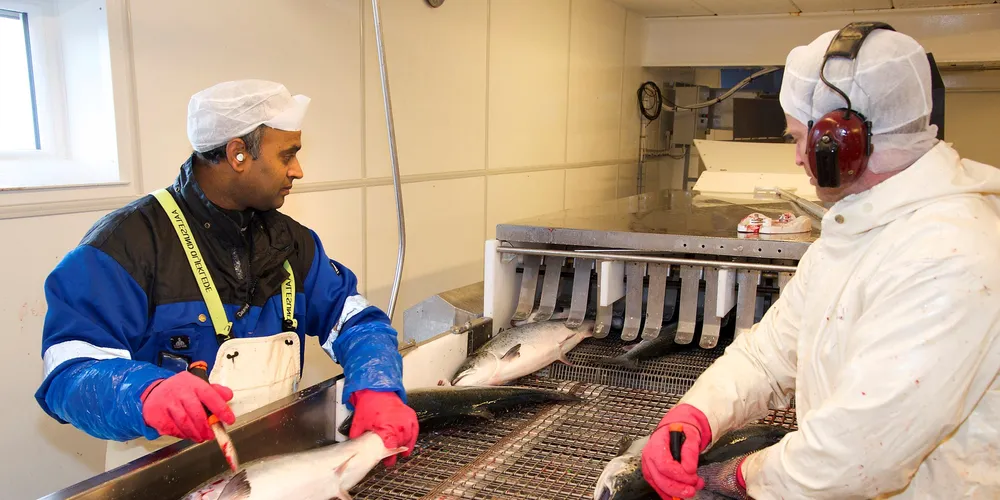 European farmed salmon buyers 'bleeding'