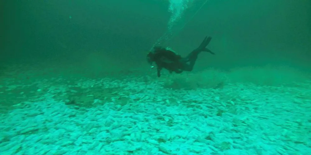 RÅTTENT: Sild som ligger og råtner på bunnen av Frillfjorden i Trøndelag over et område på 30 ganger 10 meter. Her en dykker fra Kystvakten som dokumenterte dumpingen tidligere i år.Arkivfoto: Kystvakten/«KV Njord»