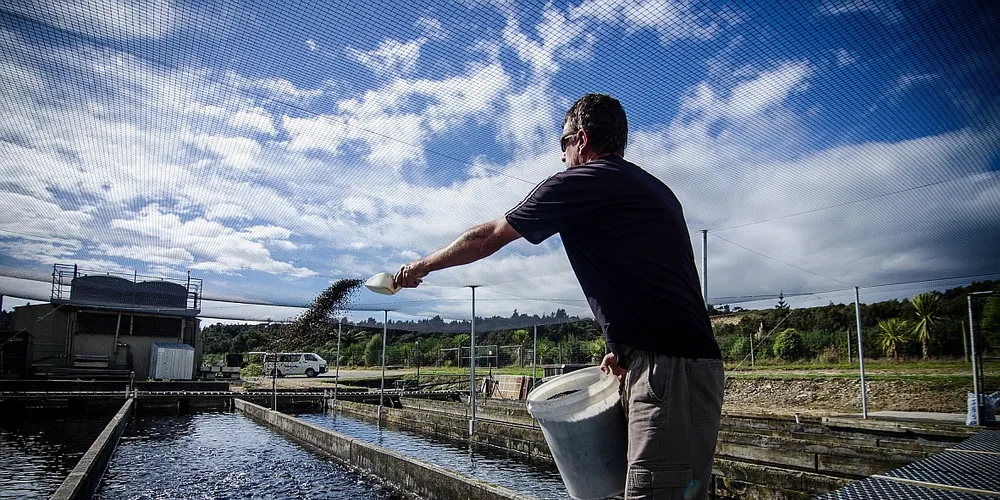 Photo: New Zealand King Salmon
